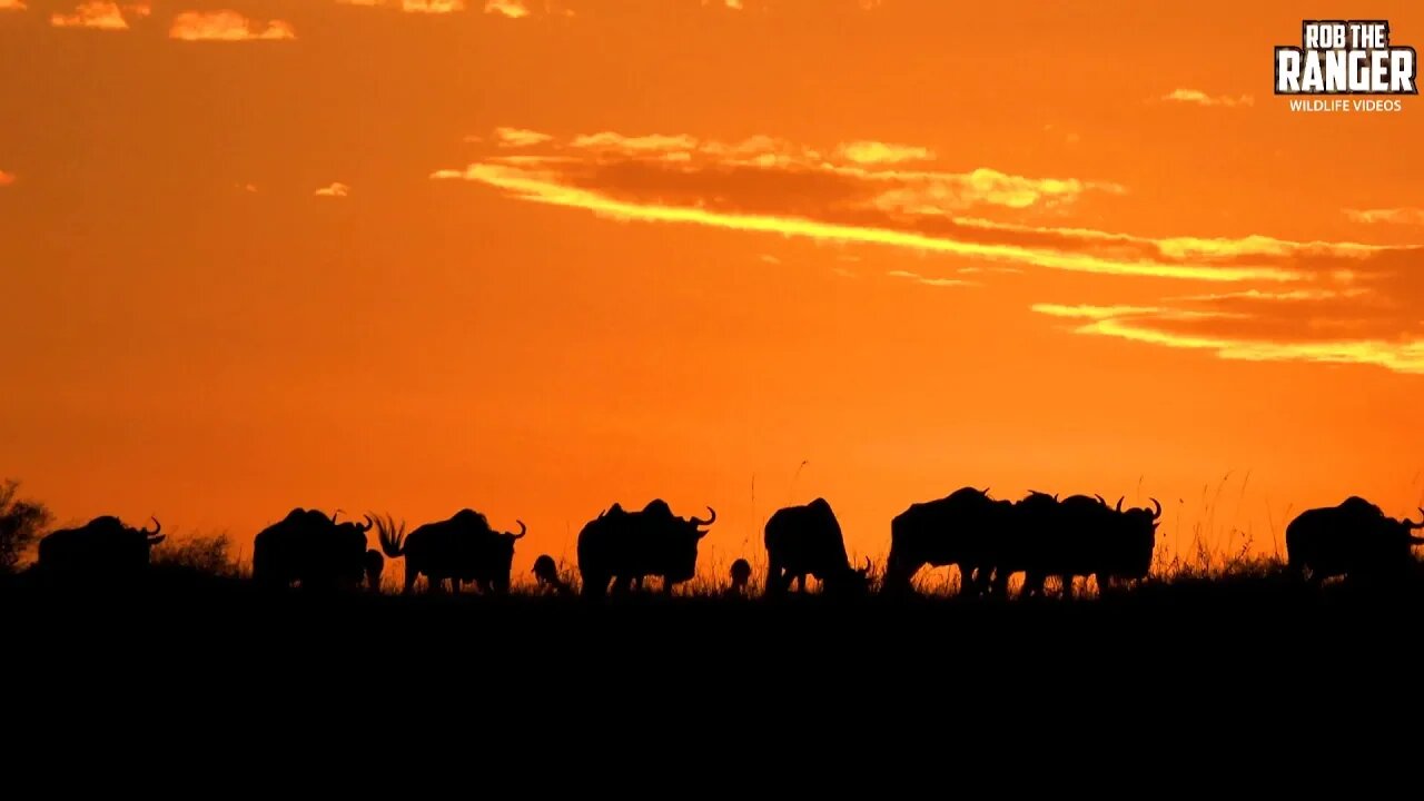 Maasai Mara Wildebeest Migration At Sunrise | Kenyan Safari | Zebra Plains