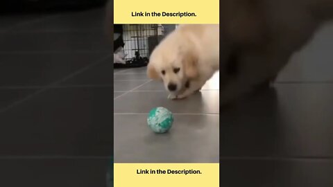 Try Not To Laugh Challenge😂😂|| Funniest Dogs🐕||Funny Dog Videos 2.8 #shorts #subscribe #dog #share