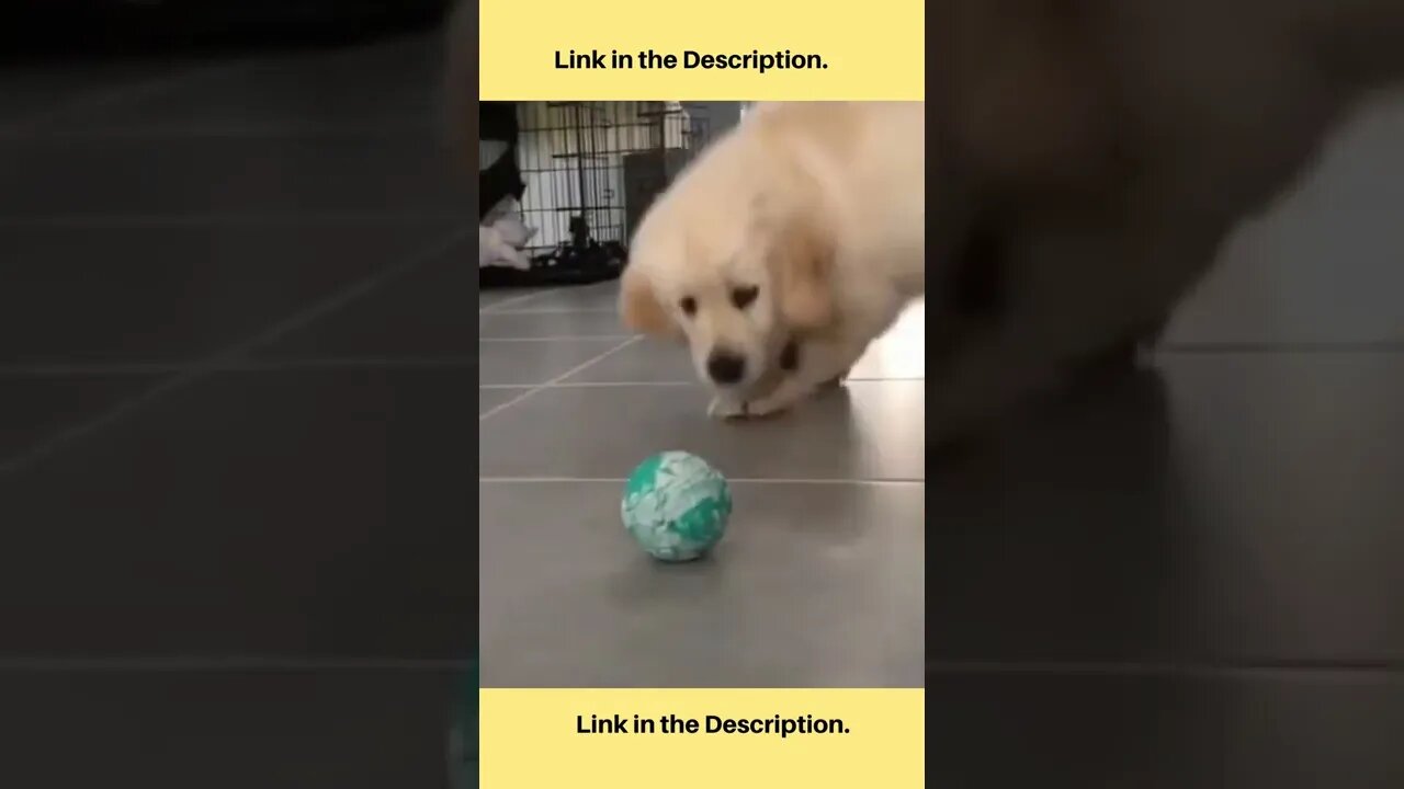 Try Not To Laugh Challenge😂😂|| Funniest Dogs🐕||Funny Dog Videos 2.8 #shorts #subscribe #dog #share
