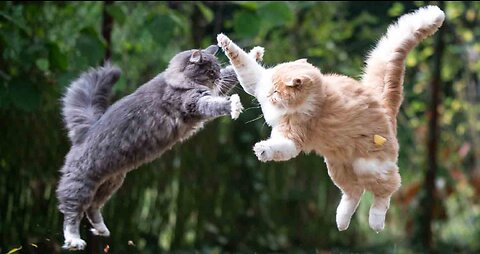Funny animals - Funny cats / dogs - Funny animal videos 2023 - Part 6/Haypyy Pett