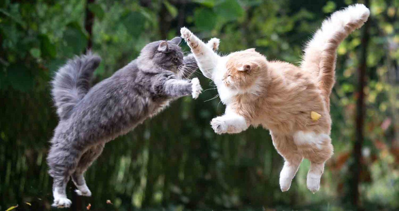 Funny animals - Funny cats / dogs - Funny animal videos 2023 - Part 6/Haypyy Pett