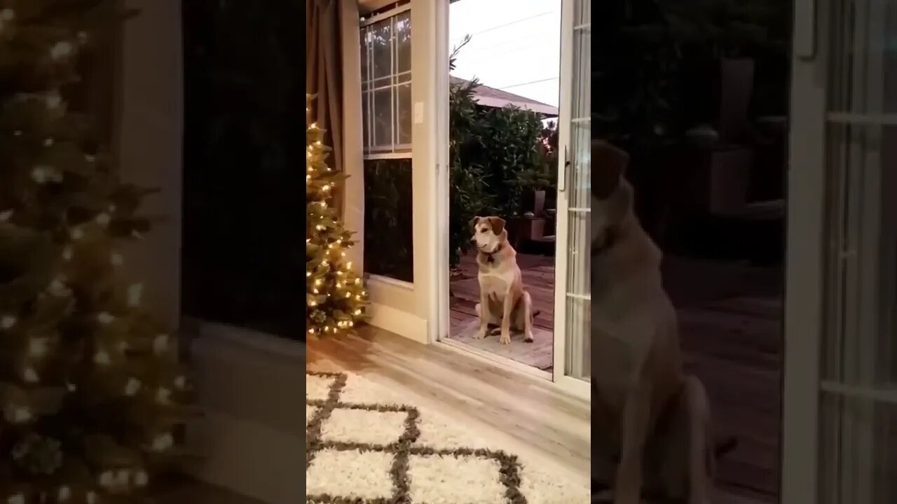 He always thinks the screen door is closed