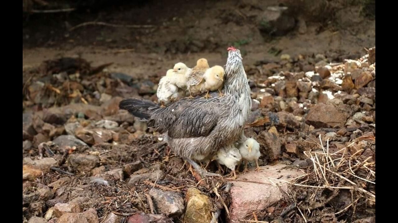 A chicken with its young cute, fun watching