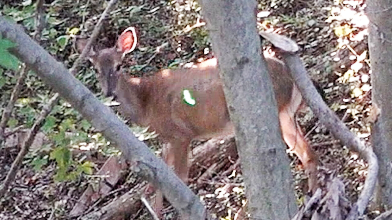 Arrow ZIPS through Deer... crashes in seconds!