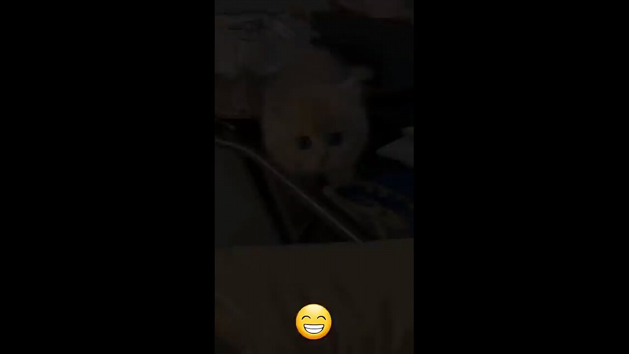 Funny cat videos | cute cats | Try not to laugh | Cat videos Compilation #shorts 🐈