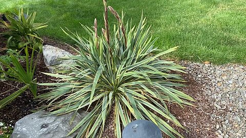 Yuccas blooming early