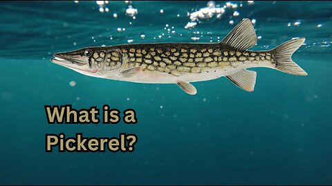 What is a Pickerel