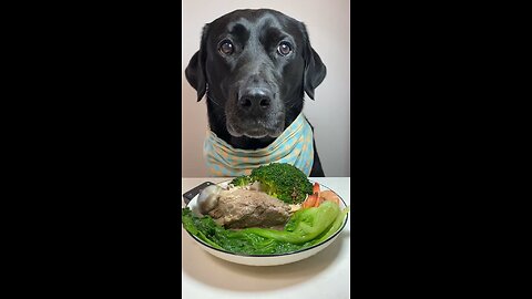 Cute Silly Labrador Eating His Tasty Food Plan for morning