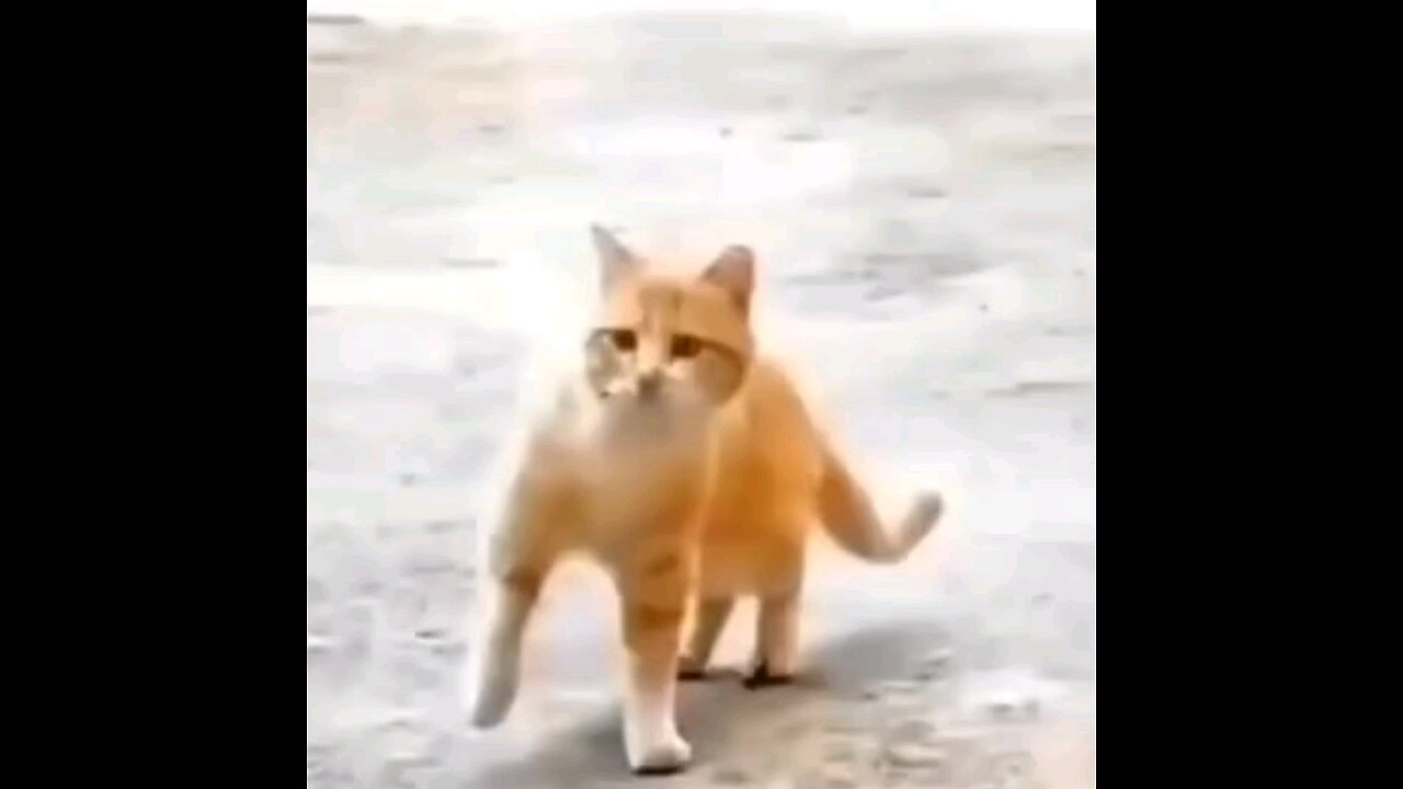 funny amazing cat 🐾񘰽򐠾񘰠trending video