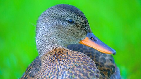 Hyperactive Gadwall Duck Duckling Taking a Break for a Minute