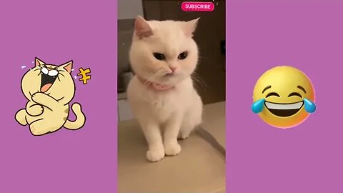 cute cat videos 😹 funny videos 😂