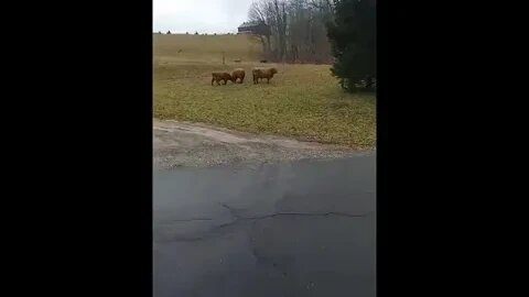 Critter Posting - Cows