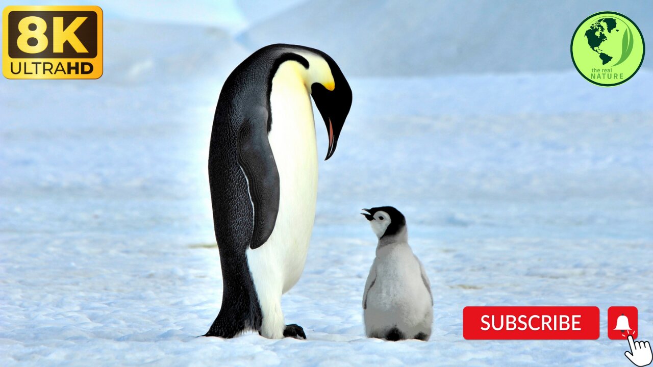 Antarctica..!! Penguin colony on the shore..!!nature penguin..!! Ice Fishing..!! Baby penguins..!!.