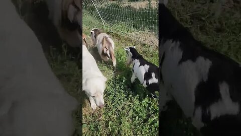 #shorts #chickens #goats