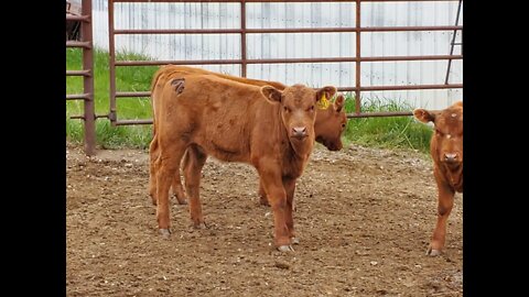 Branding 2021 | Livestock Brand | Hot Iron | Beef Cattle