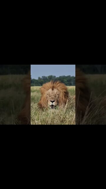 Maasai Mara Sightings Today 03/09/21 (Lions, Elephant, etc) | Zebra Plains | #shorts