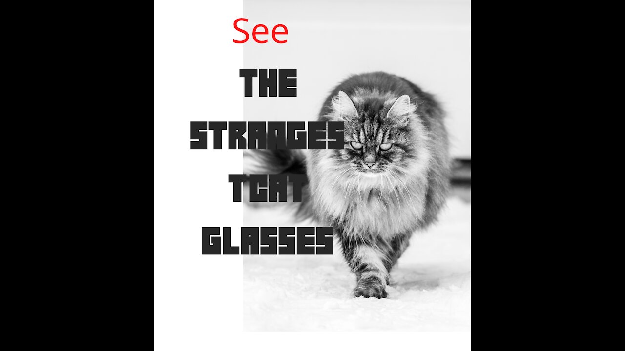 Watch The strangest cat glasses