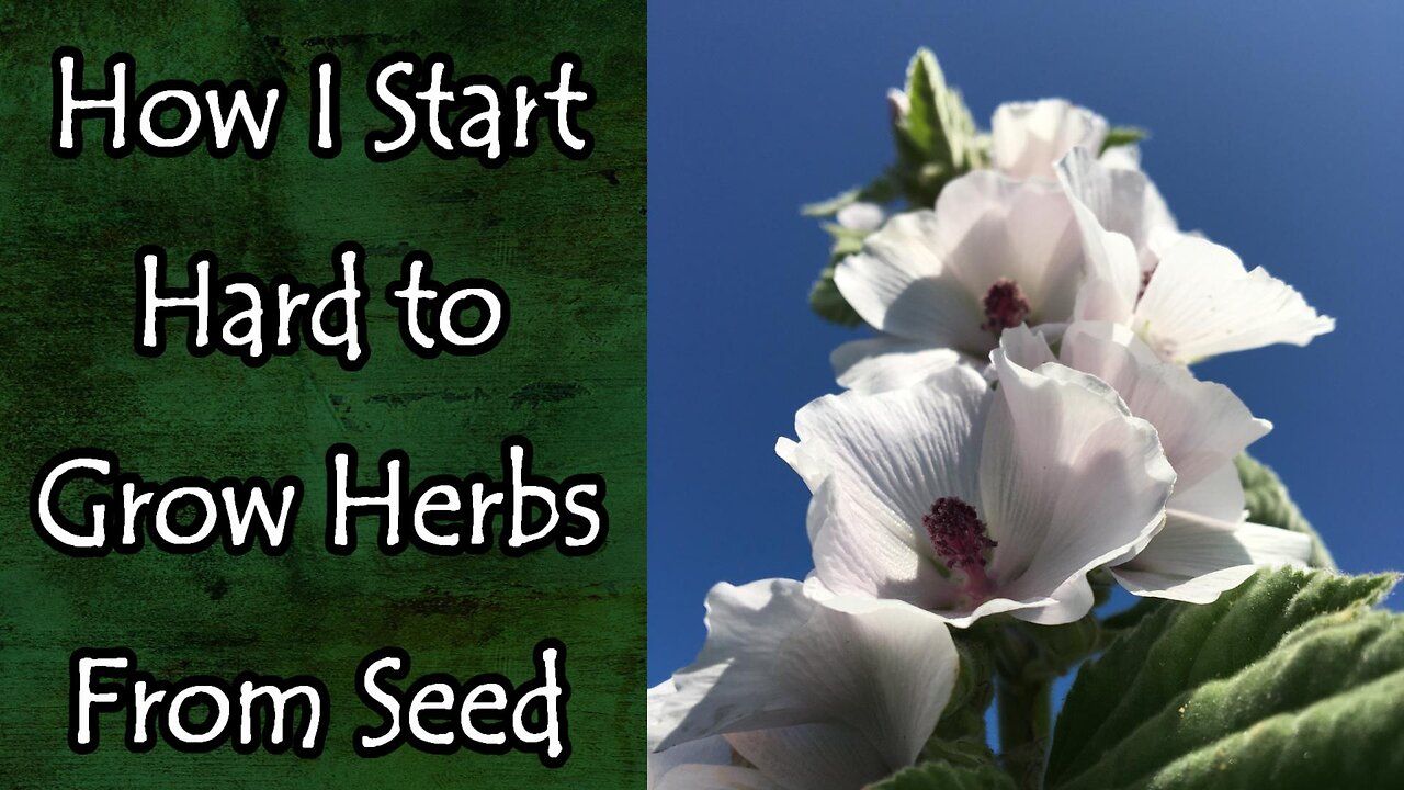 How I Start Hard to Grow Herbs From Seed