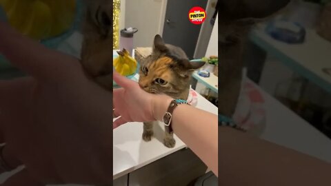 this cute cat is playing with me #petlover #cute #shorts