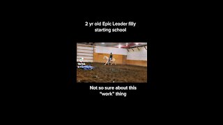 2yr old epic leader filly