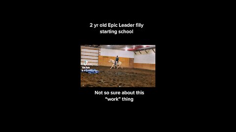 2yr old epic leader filly