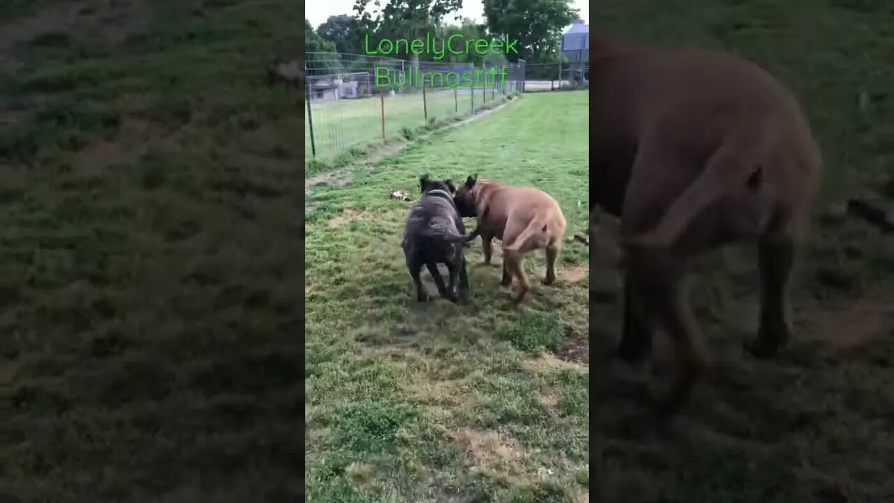 Pack leader. Working out who’s the leader