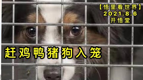 KWT2212赶鸡鸭猪狗入笼20210806-11【悟里看世界】