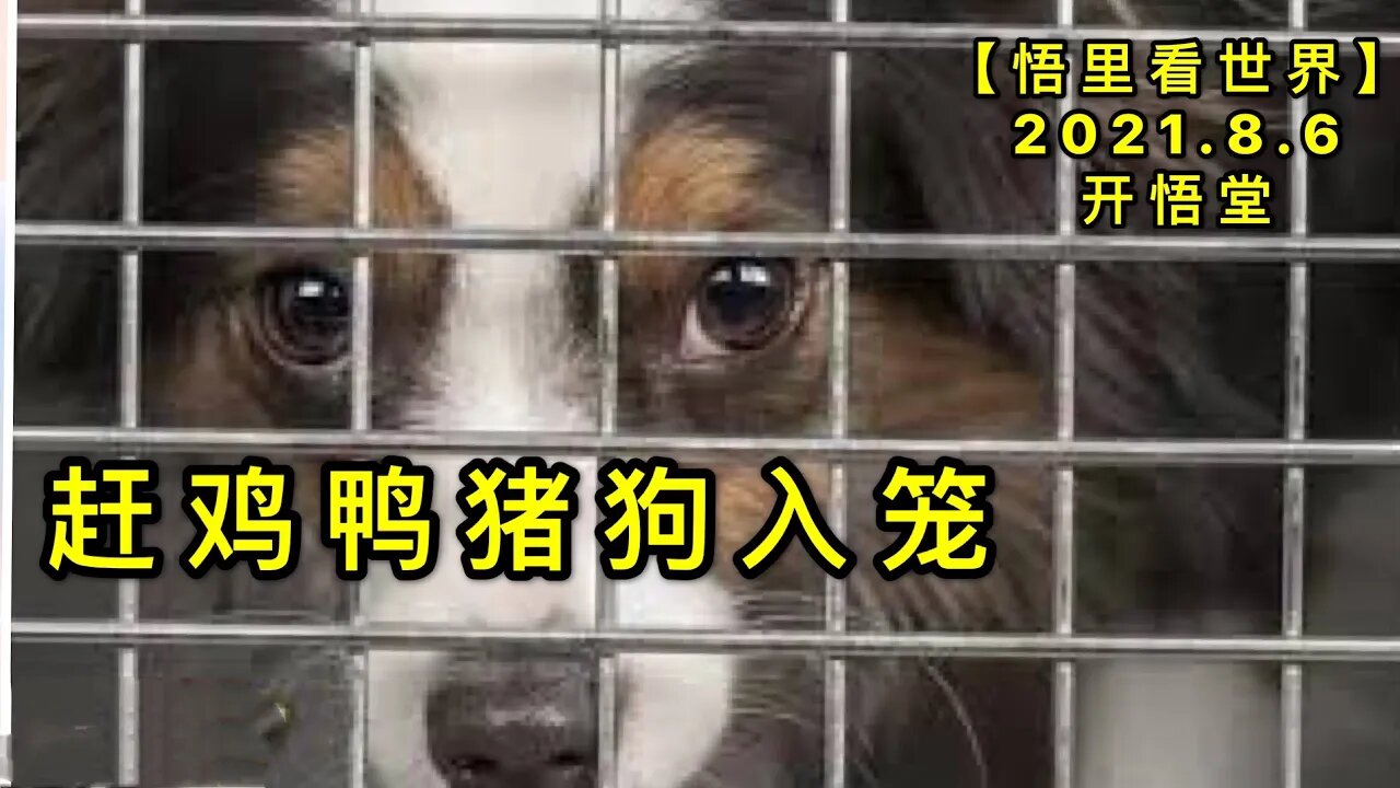KWT2212赶鸡鸭猪狗入笼20210806-11【悟里看世界】