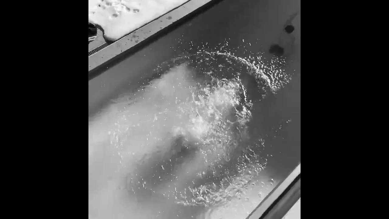 pooljumpBW #youtubeshorts