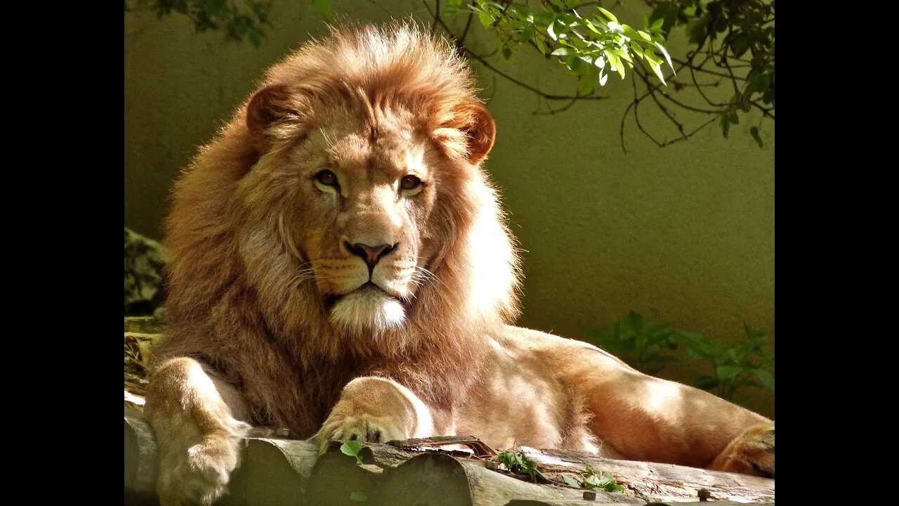 PEOPLE AND ANIMALS OF THE WORLD , KING OF ZVEREY LION