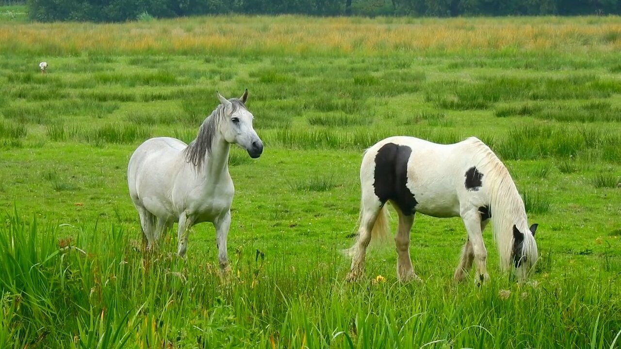 Amazing Very Fast Run Animal 🐎🐎🐎 Horse | 4k ultra hd video