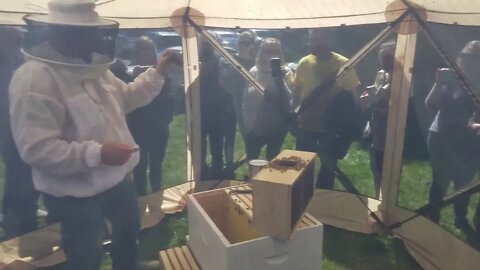 Inside the Bee Tent Installing Bees