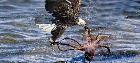 The Eagle Dies While Hunting Octopus In The Ocean