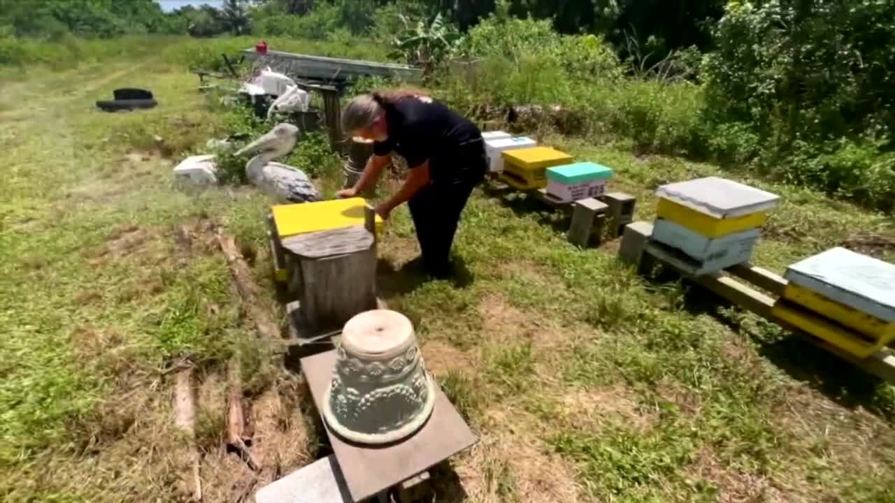 Bee Barf Apiaries bee removal