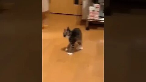 cute cat videos 😹 funny videos 😂hj