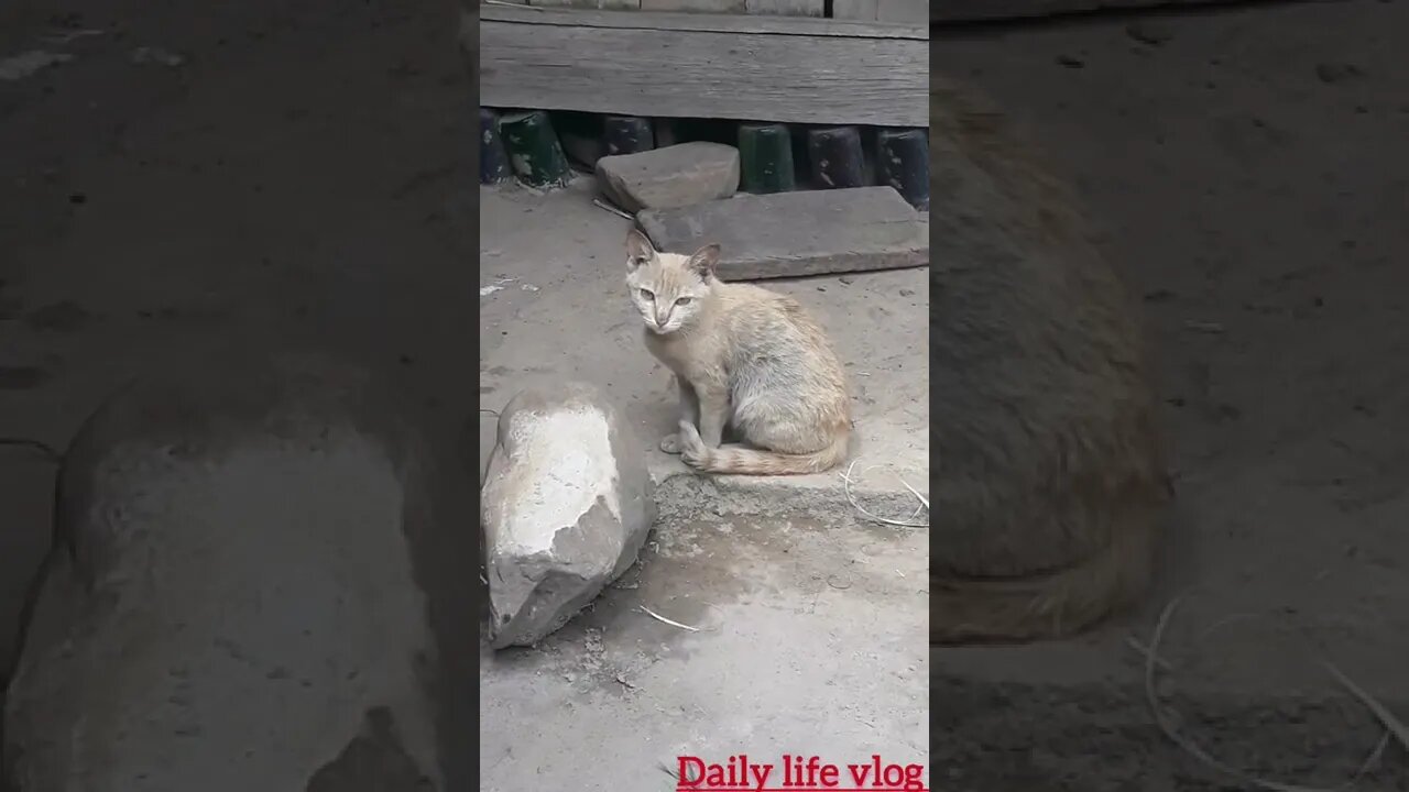 white cat