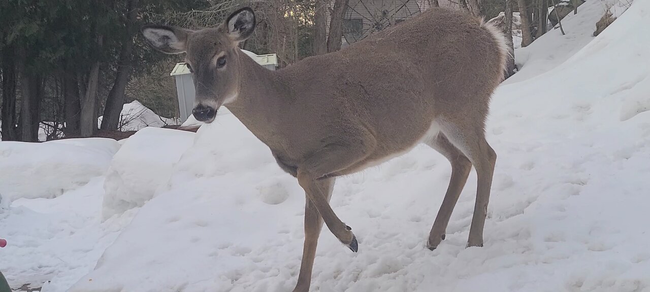 The deer snorted and stomped his feet