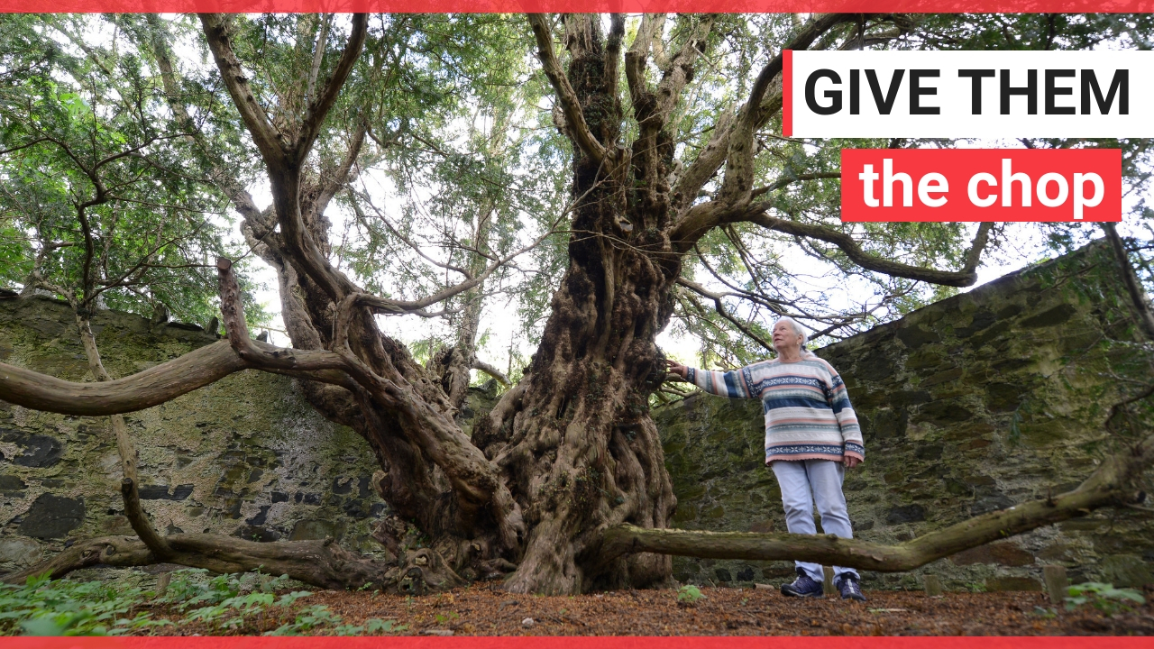 Britain's oldest tree could die because of tourists