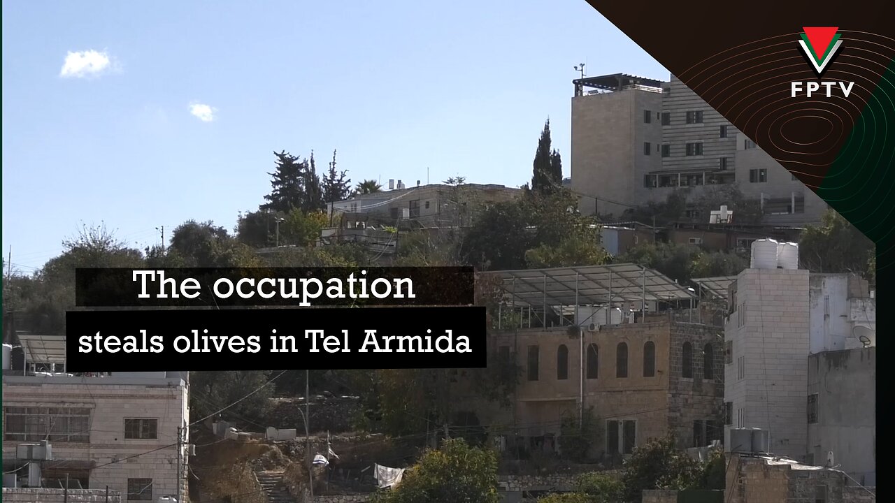 The occupation steals olives in Tel Armida