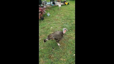 Introducing Dumplin to the flock.