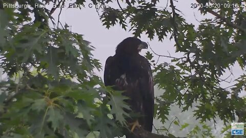 Hays Eagles H12 nice fly in to branch 2020 06 20 913am