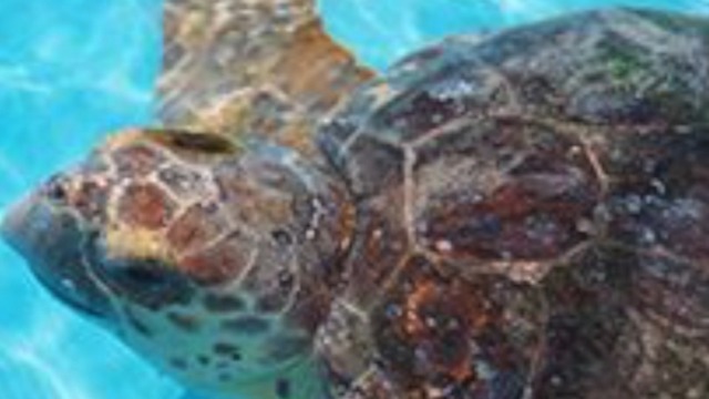 Two sea turtles will be released into the ocean