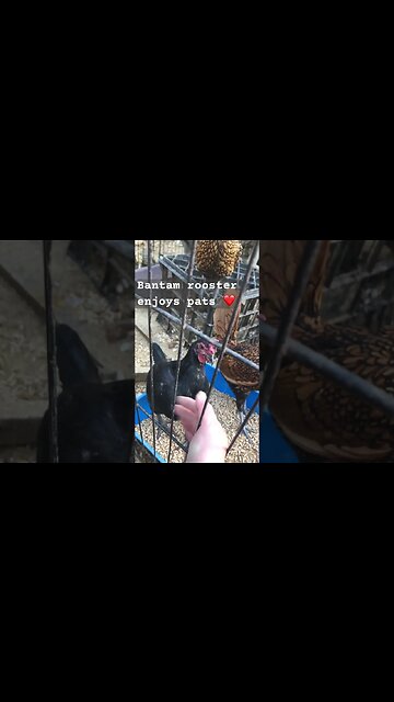 Pit game bantam rooster enjoys pats ❤️