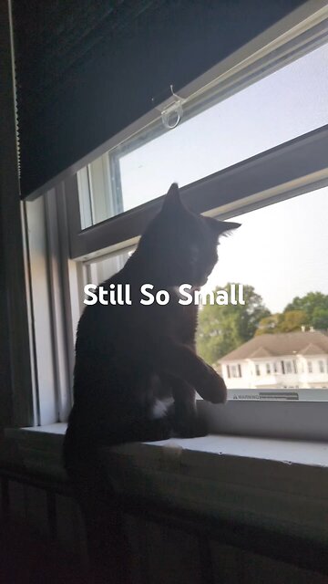 Cute Video Of Kitten