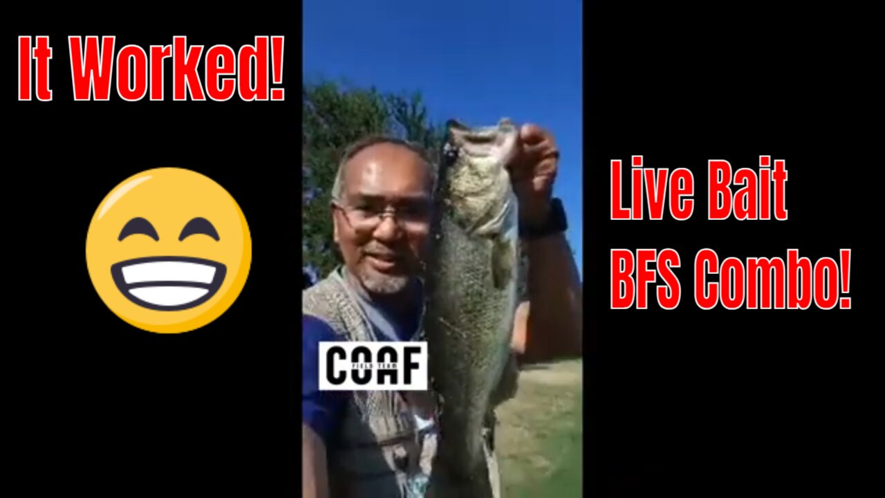 Live Bait BFS Combo Round 1 - Fly Fishing for Bait, Then Freelining BFS Style!