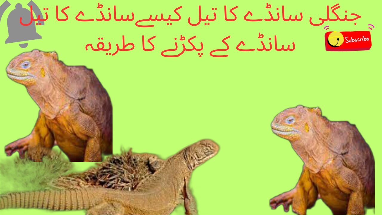 #sanda kaise pakrty han#how to catch sanda animal#sanda ka tel faida data hai!oil Benefits#newvideo