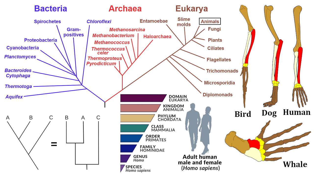 Evolutionary Biology: Phylogenies, Homology, and Taxonomy