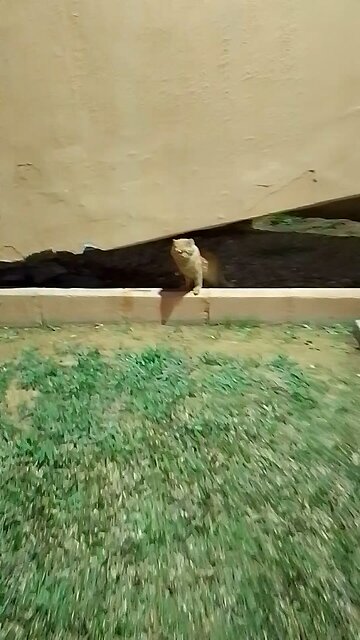Nice Cat In saudia arbia lover video in garden everyone like