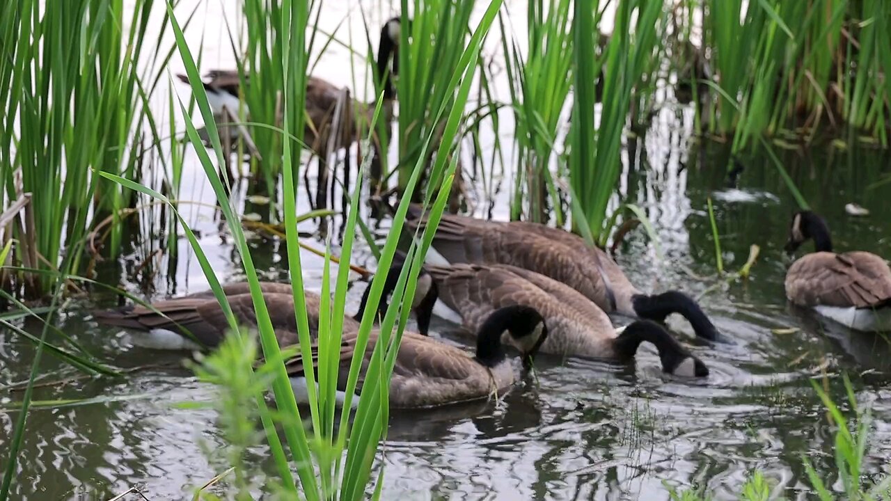 beautiful birds