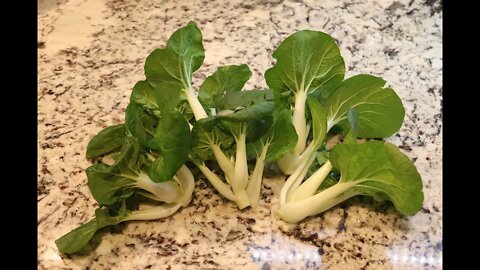 Harvesting Bock Choi (Easy to grow in your back yard)